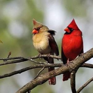 Meet your Posher, Frances